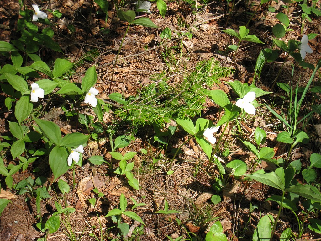 Mackinaw Island Area May 2008 0919.jpg - May 24 2008 a trip to Mackinac City for a 5 M race and a visit to Mackinac Island. A day to the UP, Paradise, Whitefish Point and Tahquamen Falls. This was followed by trips to Petoskey and Charlevoix.